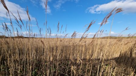 Reed beds in the Berrow dunes area
