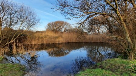 Ponds in the Berrow Dunes Local Nature Reserve