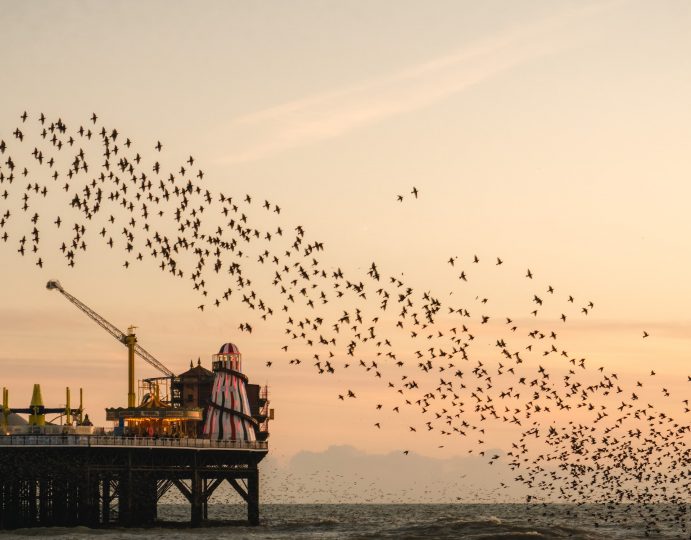 Flock of birds against the sunset at Brighton Pier